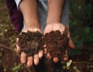 Read more about the article Soils of India: Everything You Need to Know